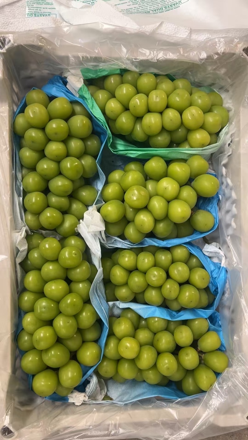 阳光玫瑰葡萄冷库货，需要的老板联系我