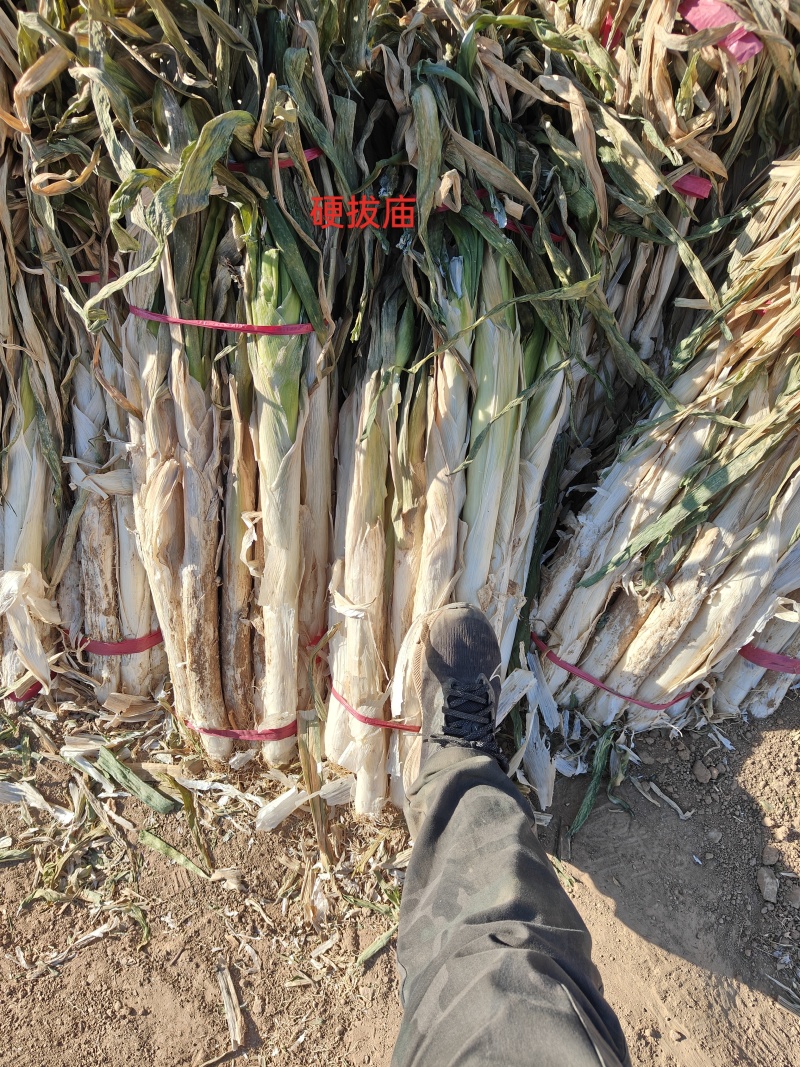 万荣大葱