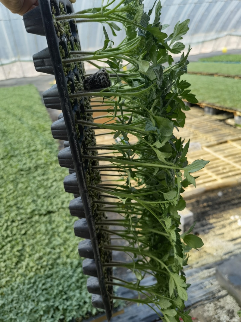 特色大果草莓西红柿苗草莓柿子碱地柿子大果草莓番茄