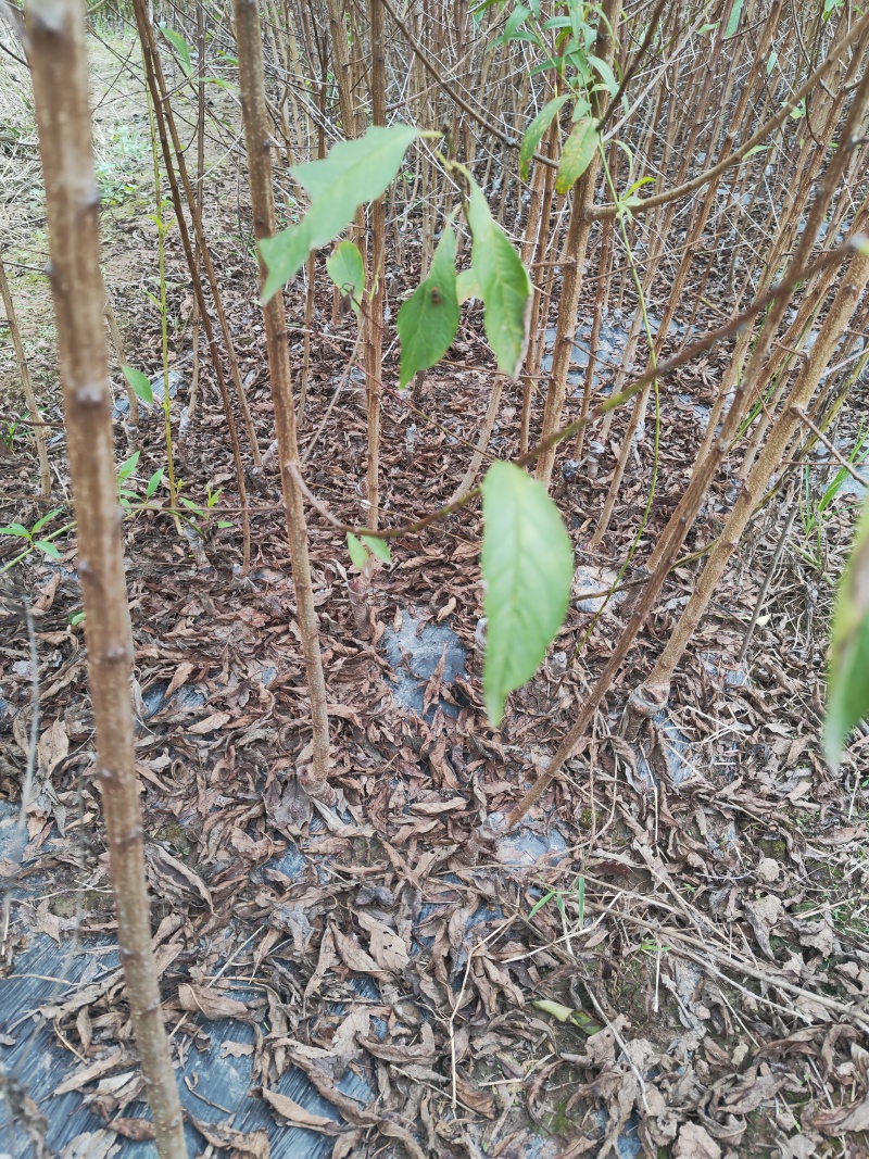 蜂糖李子苗