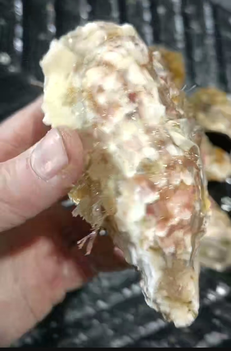 三种大薄壳都有，需要的家人们咨询我，一手货源，货源充足，