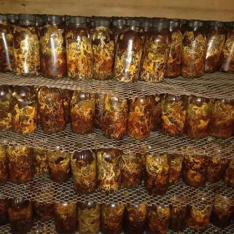 蜜环菌种厂家直销天麻猪苓种植专用蜜环菌