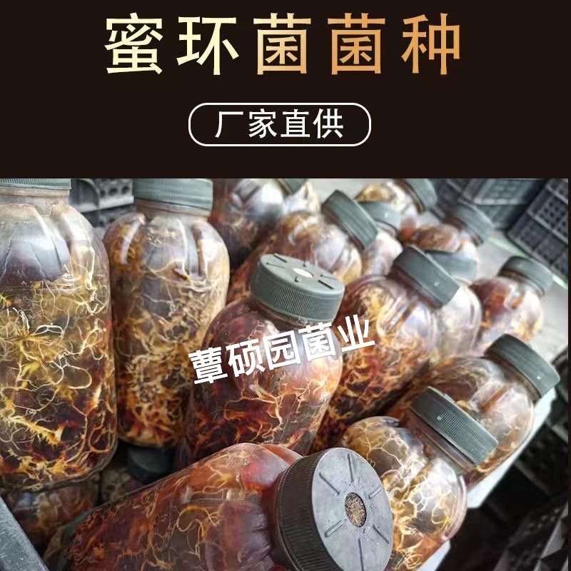 蜜环菌种厂家直销天麻猪苓种植专用蜜环菌