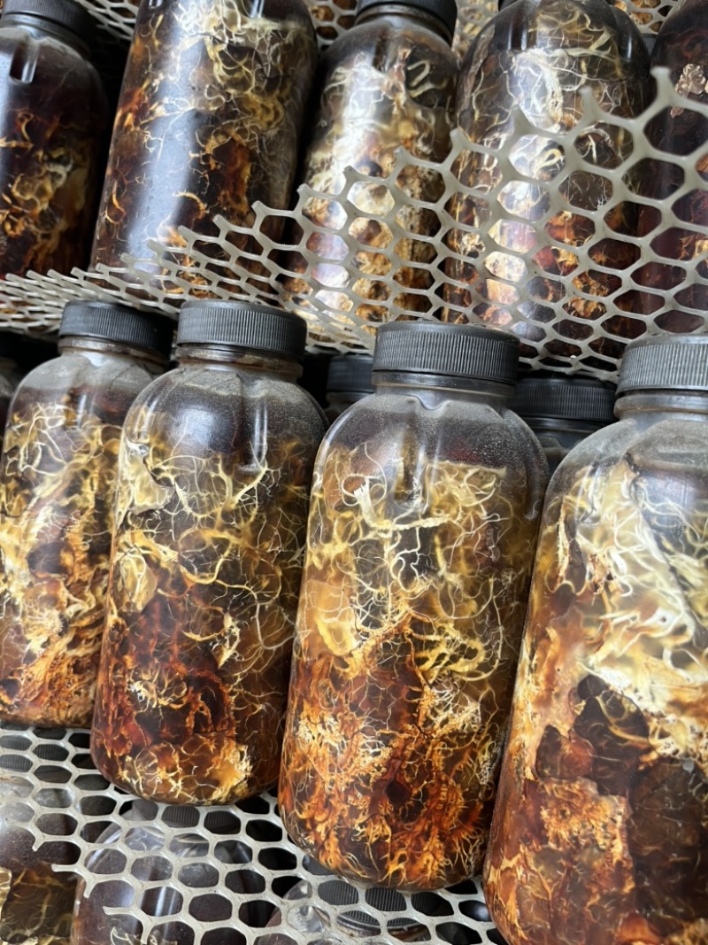 蜜环菌种厂家直销天麻猪苓种植专用蜜环菌