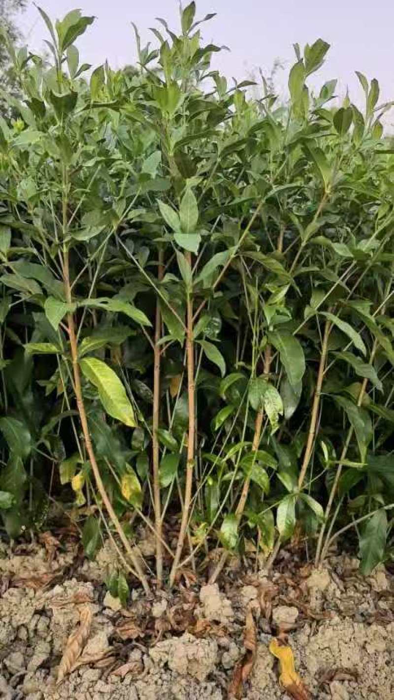 黄栀子苗，黄栀子种植基地，自产自销，成活率高，