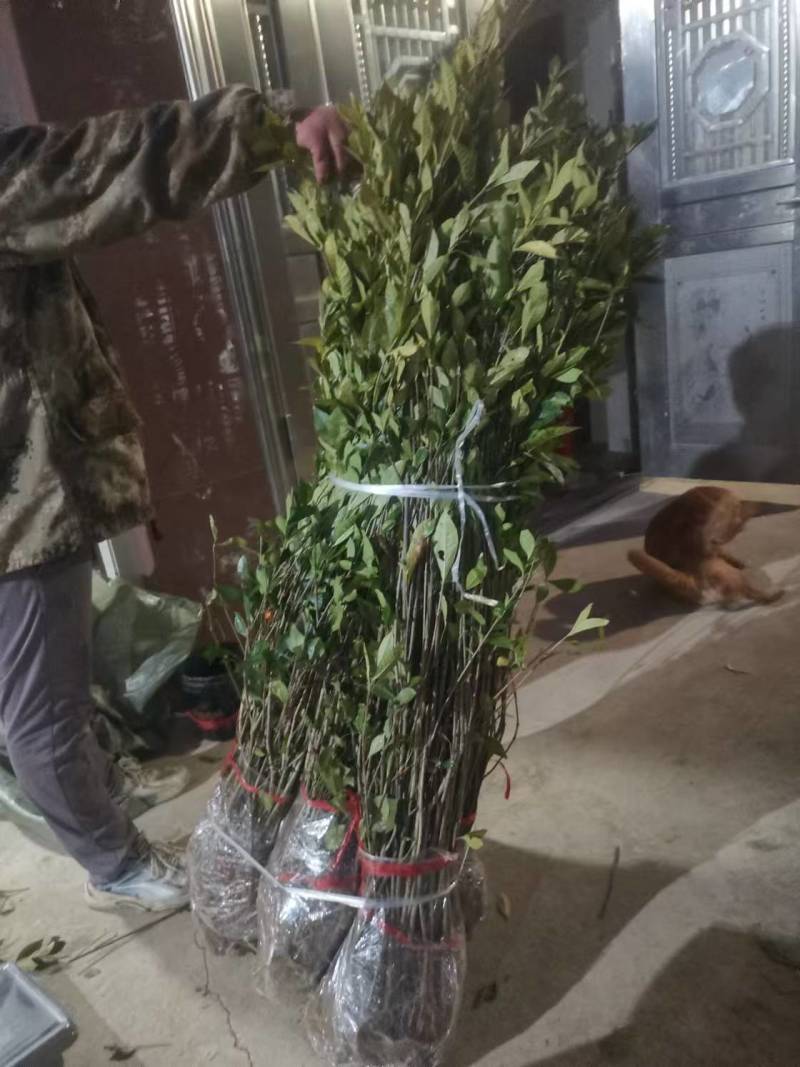 黄栀子苗，黄栀子种植基地，自产自销，成活率高，