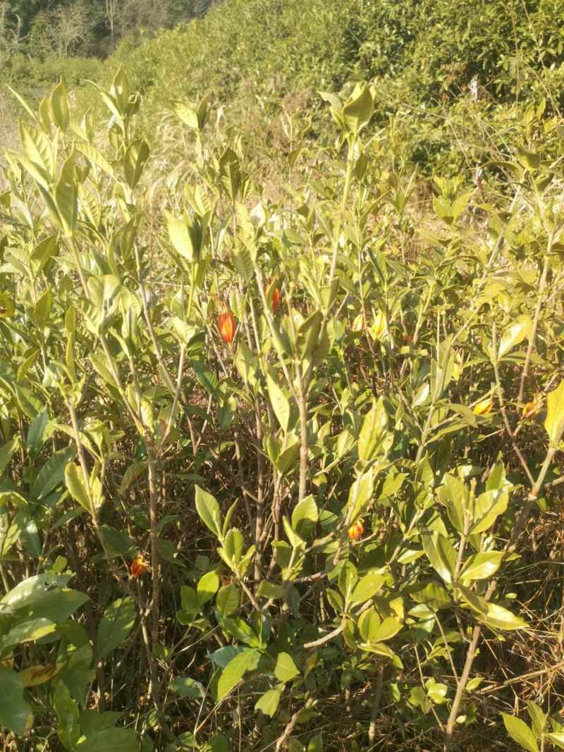 黄栀子苗，黄栀子种植基地，自产自销，成活率高，