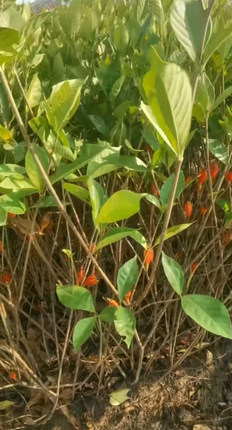 黄栀子苗，黄栀子种植基地，自产自销，成活率高，