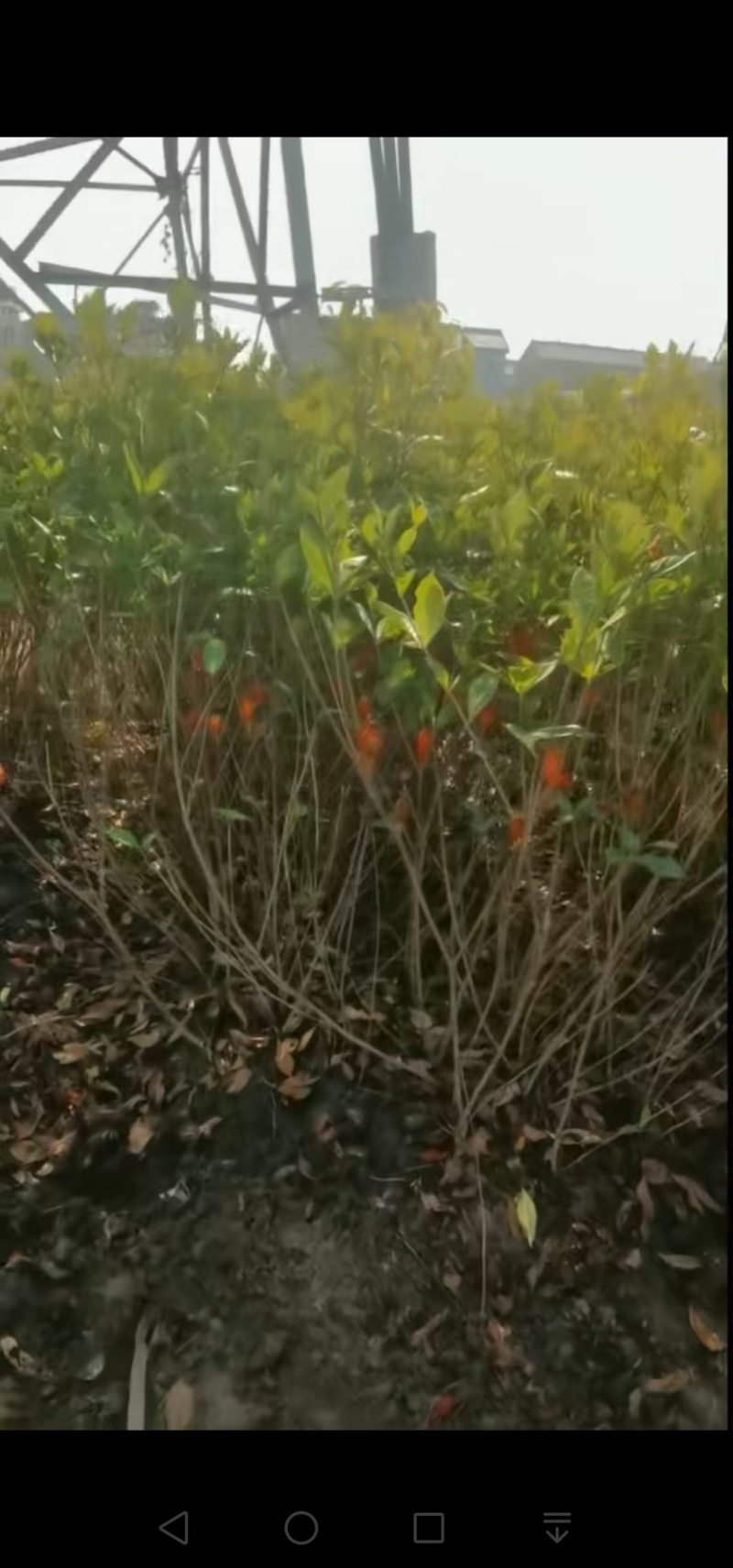 黄栀子苗，黄栀子种植基地，自产自销，成活率高，
