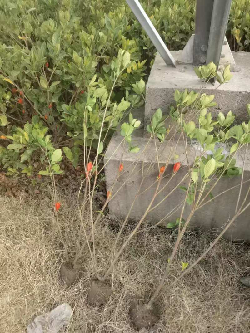 黄栀子苗，黄栀子种植基地，自产自销，成活率高，