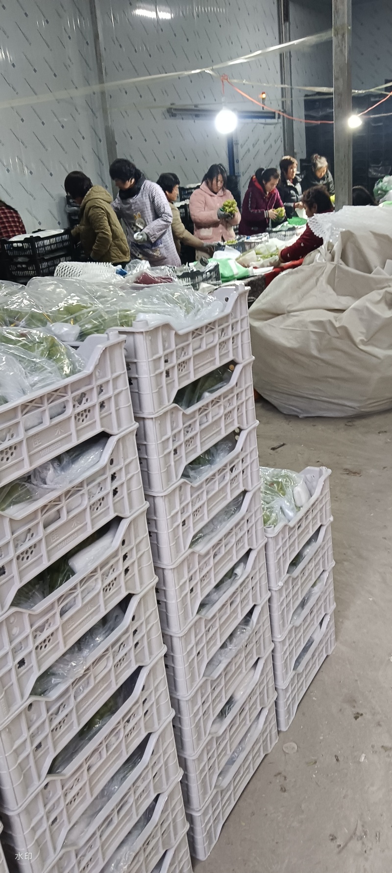 河南南阳库存阳光玫瑰有硬好口感纯正香甜，正在大量出货中