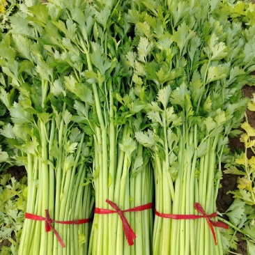 大棚芹菜上市了！需要老板联系