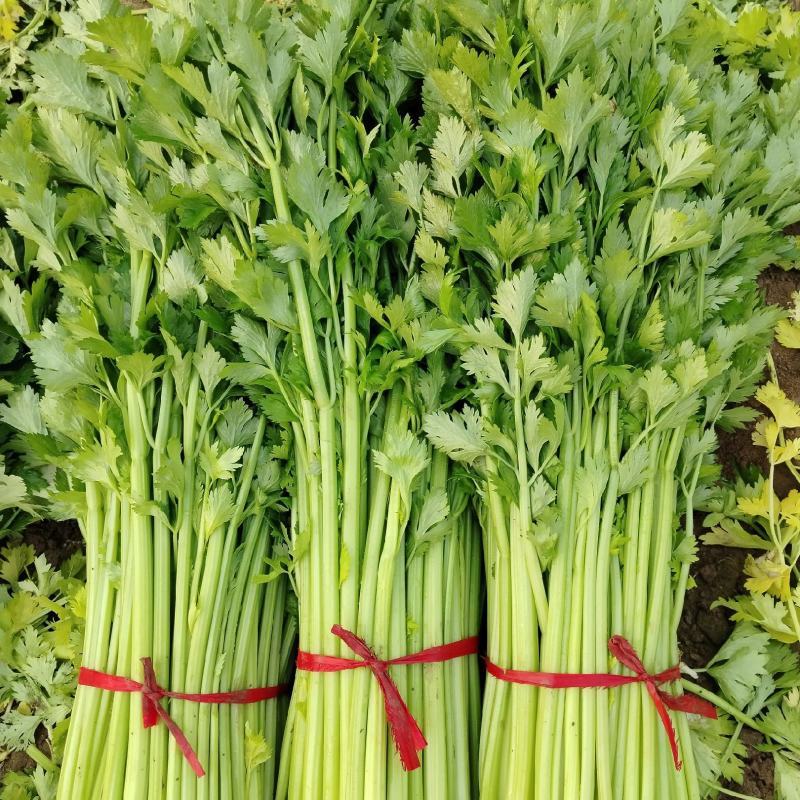 大棚芹菜上市了！需要老板联系