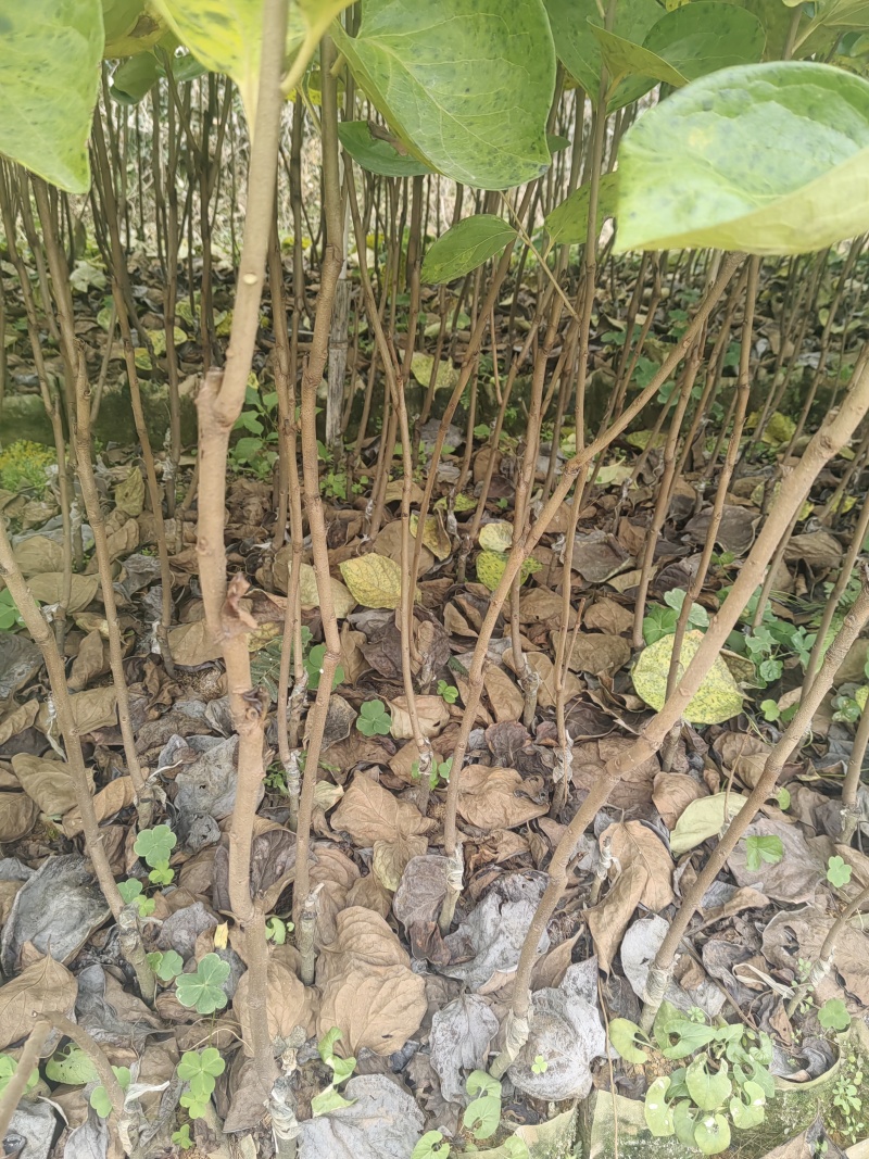 广西桂林产地恭城脆柿，太秋甜柿，七月黄杯苗大量出货