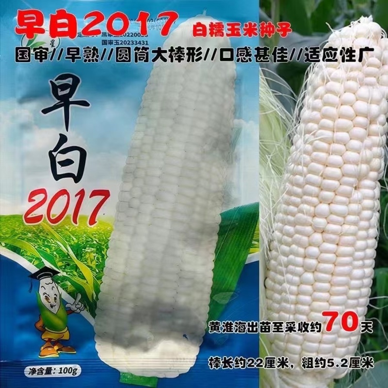 【极早熟】白糯玉米种子穗长22厘米粗5.2厘米2017