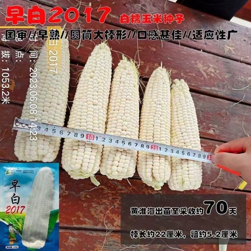 【极早熟】白糯玉米种子穗长22厘米粗5.2厘米2017
