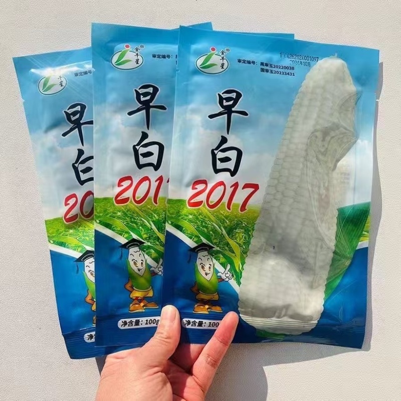 【极早熟】白糯玉米种子穗长22厘米粗5.2厘米2017