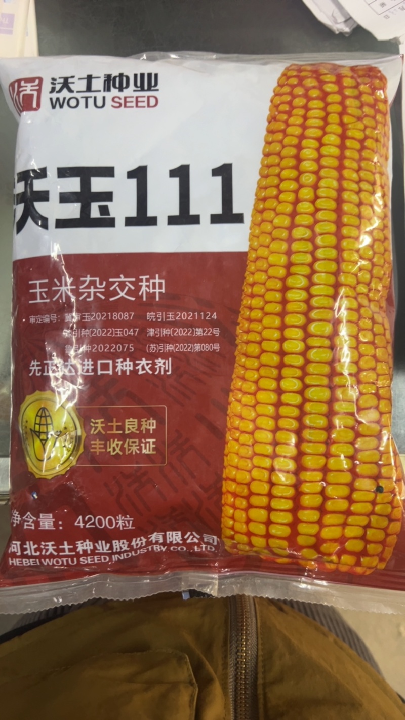 沃玉111玉米种子大棒型抗锈抗倒高产量