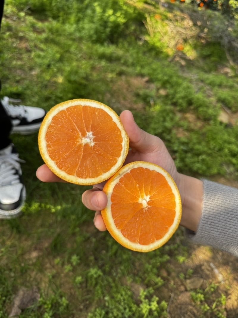 九月红秭归产地直发一手货源，物美价廉大量供应中