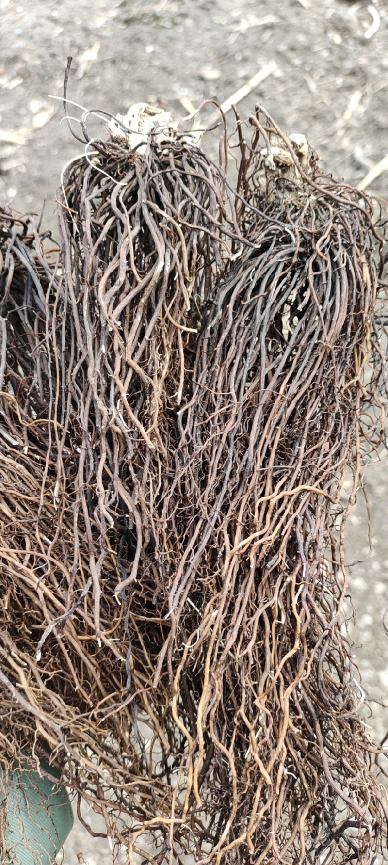 大量供应辽宁地产精品水洗滚筒摆盘威灵仙干货！一手货源！