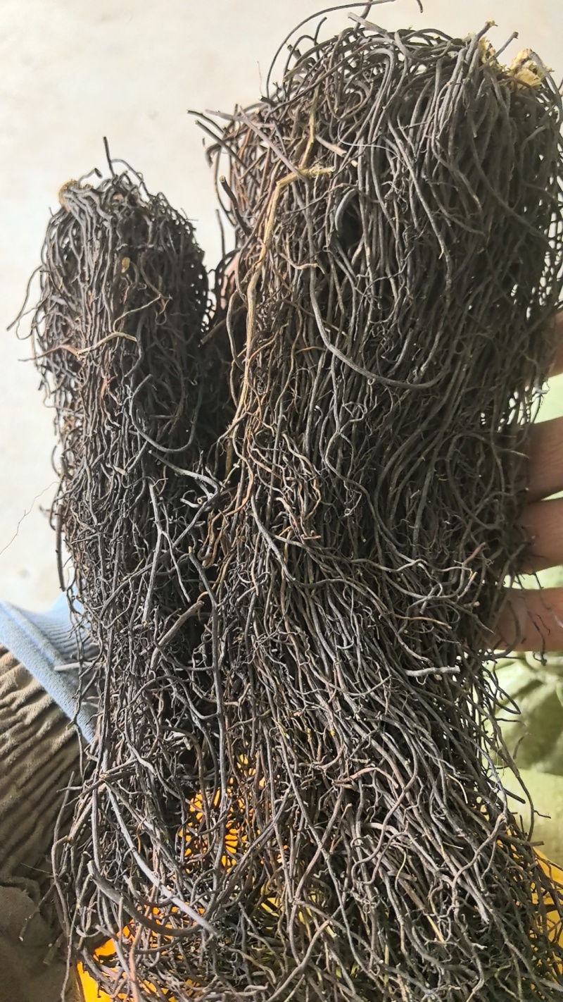 大量供应辽宁地产精品水洗滚筒摆盘威灵仙干货！一手货源！