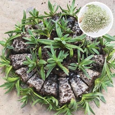 满天星苗大量上市了，需要的老板随时联系