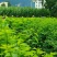 五指山野菜树仔菜潮汕野菜茂名野菜苗