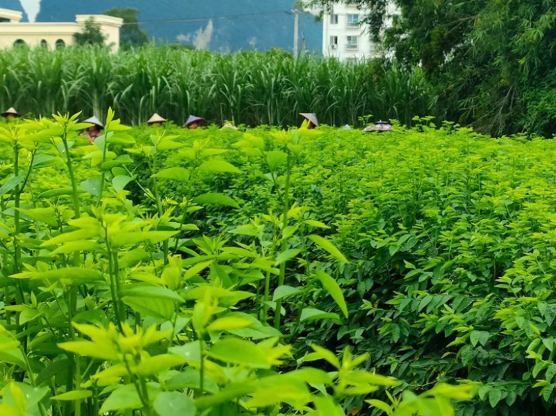五指山野菜树仔菜潮汕野菜茂名野菜苗