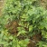 五指山野菜树仔菜潮汕野菜茂名野菜苗