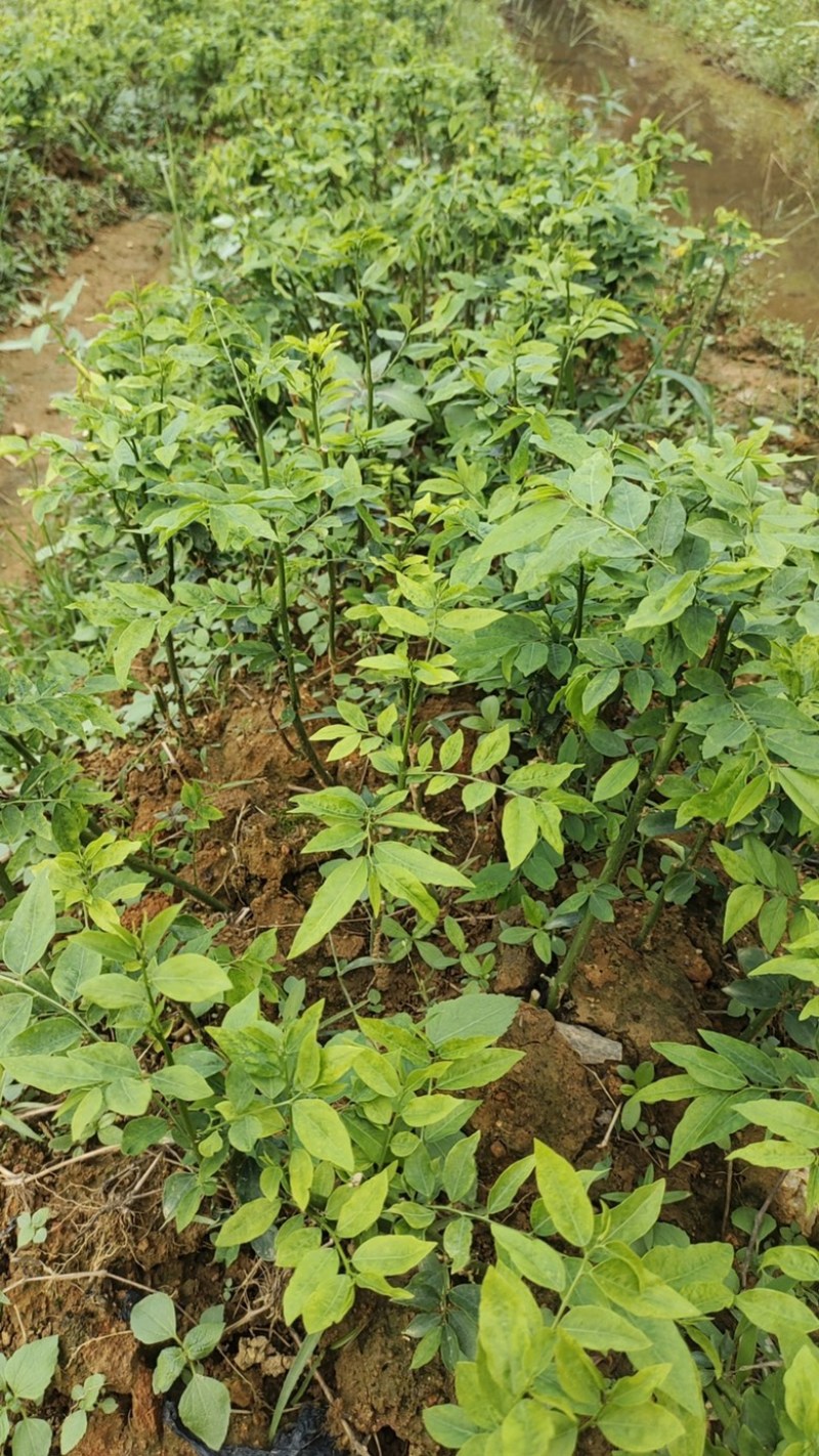 五指山野菜树仔菜潮汕野菜茂名野菜苗