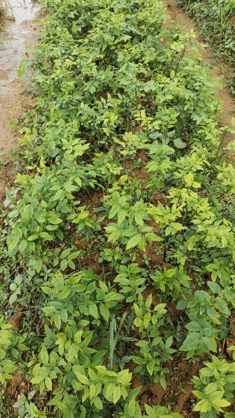 五指山野菜树仔菜潮汕野菜茂名野菜苗