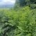 五指山野菜树仔菜潮汕野菜茂名野菜苗