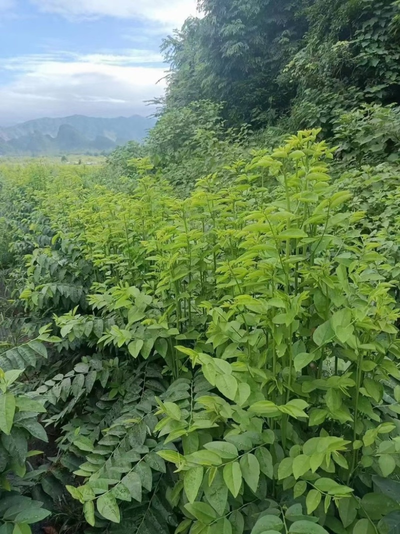 五指山野菜树仔菜潮汕野菜茂名野菜苗