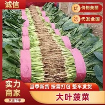 精品菠菜电商直供/适合走市场/超市等电商/量大从优
