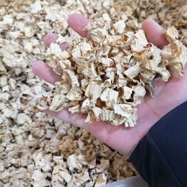 羊肚菌菌脚，羊肚菌菇脚，羊肚菌柄，羊肚菌脖子