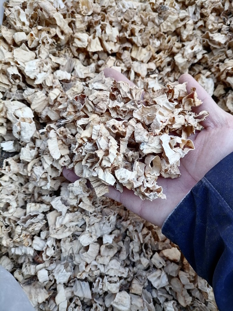 羊肚菌菌脚，羊肚菌菇脚，羊肚菌柄，羊肚菌脖子