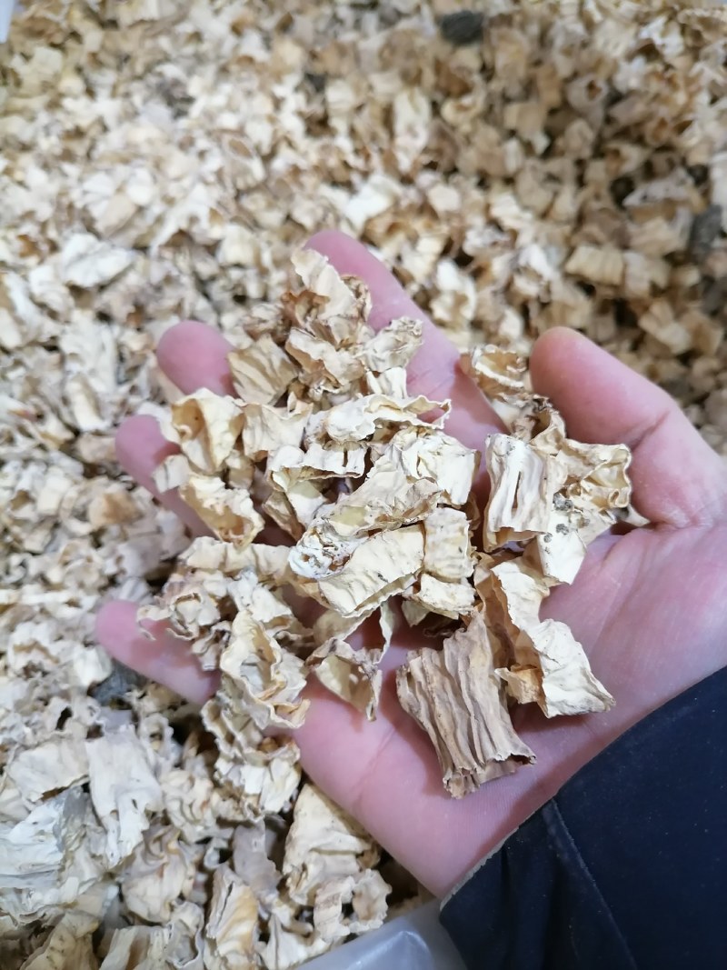 羊肚菌菌脚，羊肚菌菇脚，羊肚菌柄，羊肚菌脖子