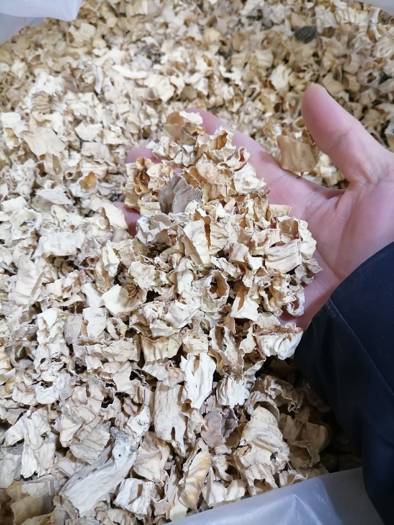 羊肚菌菌脚，羊肚菌菇脚，羊肚菌柄，羊肚菌脖子