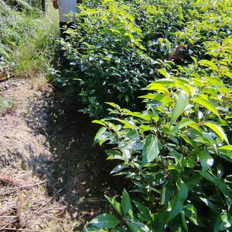 香樟苗品质保证价格优惠成活率高支持视频看货欢迎来电