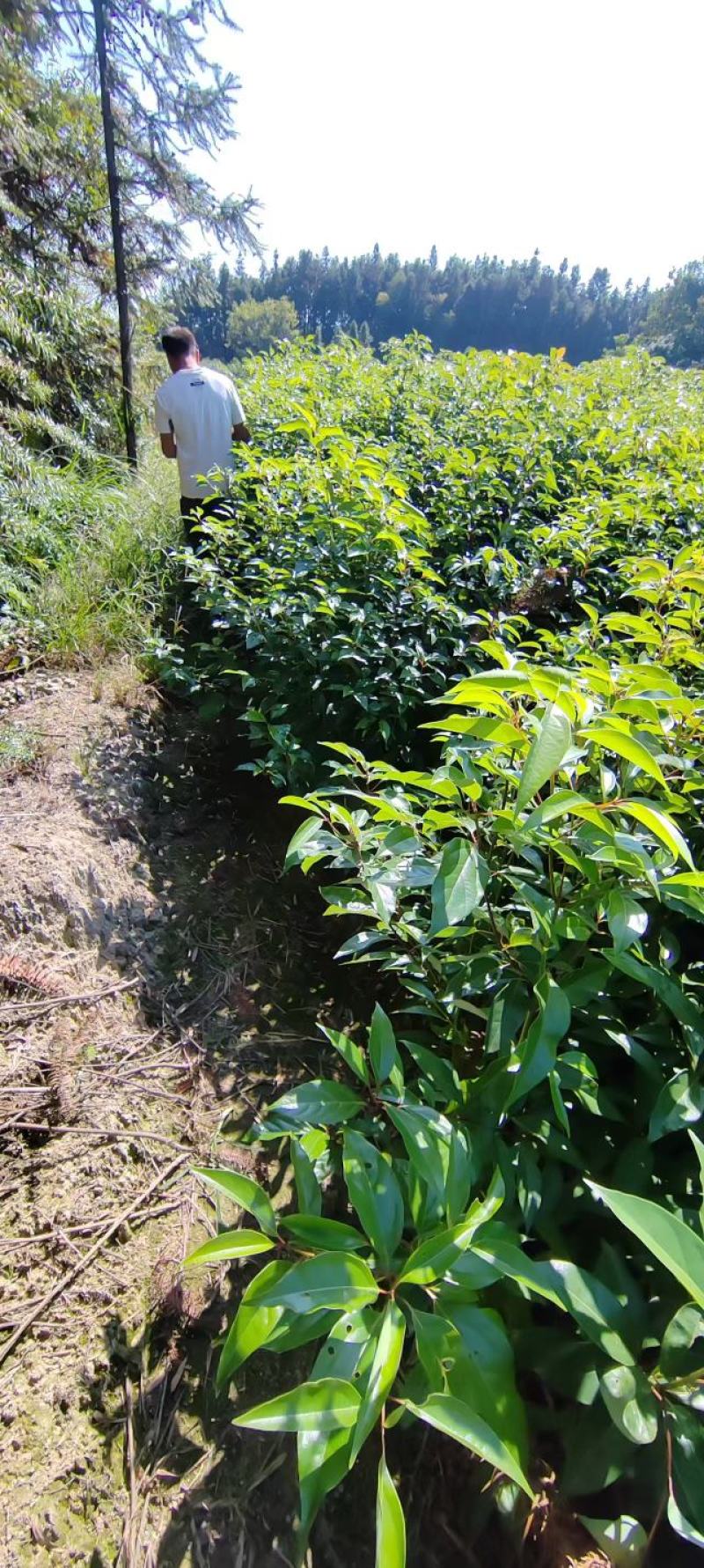香樟苗品质保证价格优惠成活率高支持视频看货欢迎来电