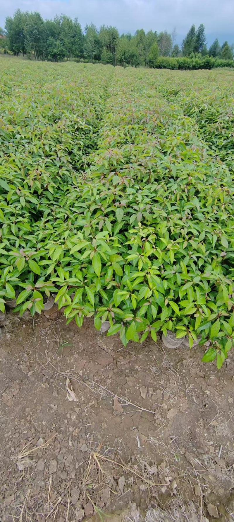 香樟苗品质保证价格优惠成活率高支持视频看货欢迎来电
