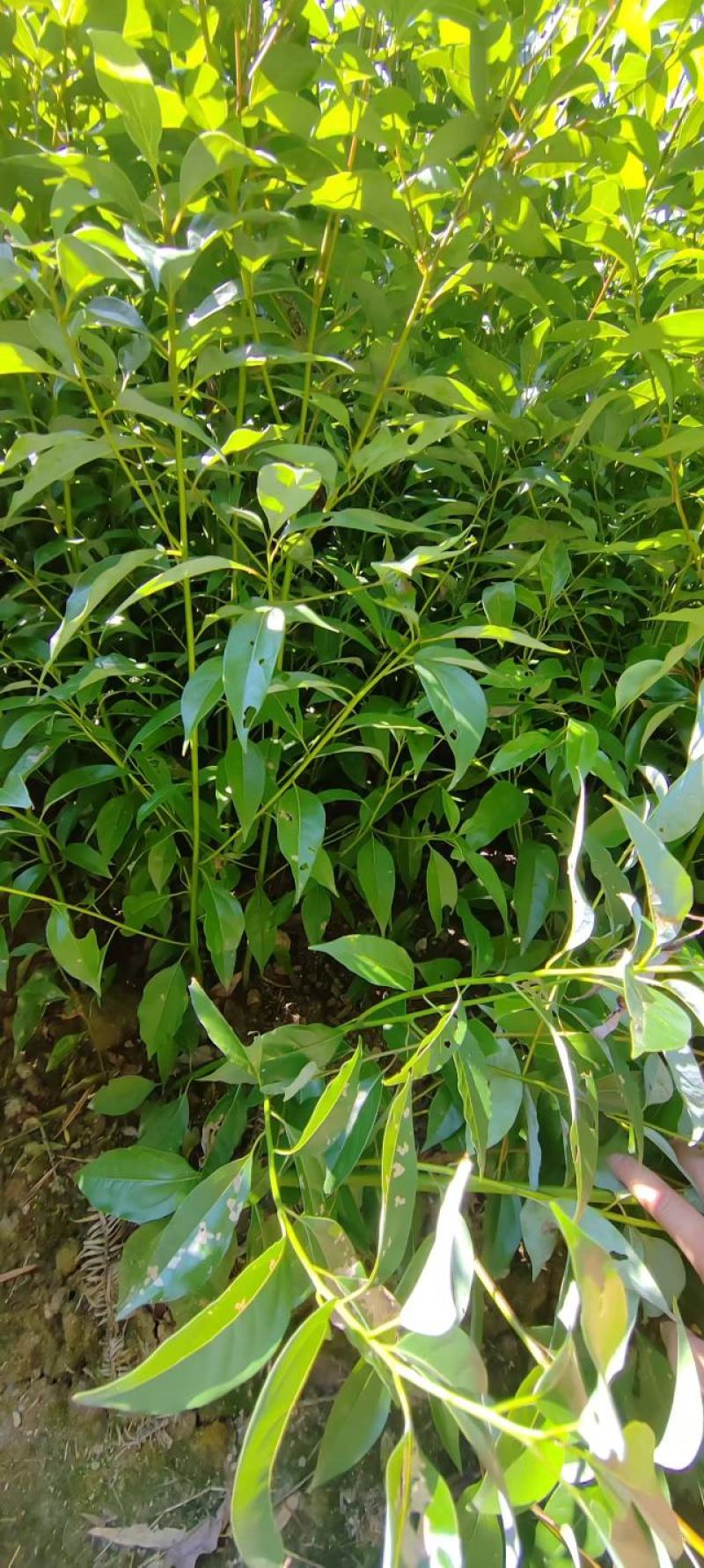 香樟苗品质保证价格优惠成活率高支持视频看货欢迎来电