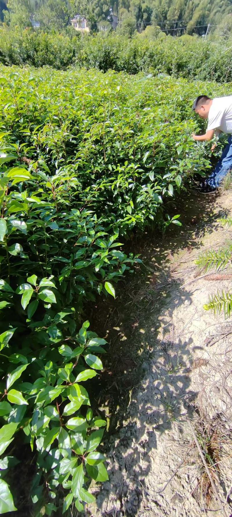 香樟苗品质保证价格优惠成活率高支持视频看货欢迎来电