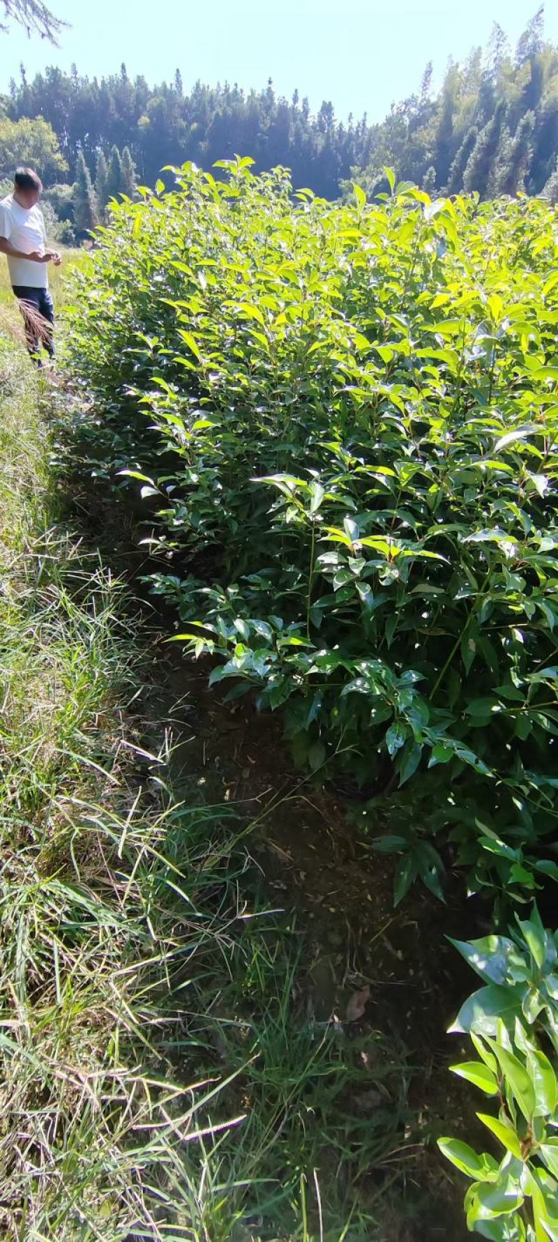 香樟苗品质保证价格优惠成活率高支持视频看货欢迎来电