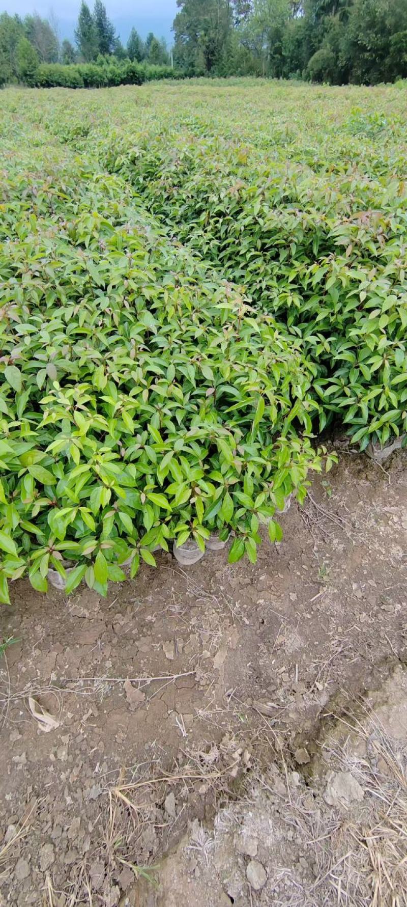 香樟苗品质保证价格优惠成活率高支持视频看货欢迎来电