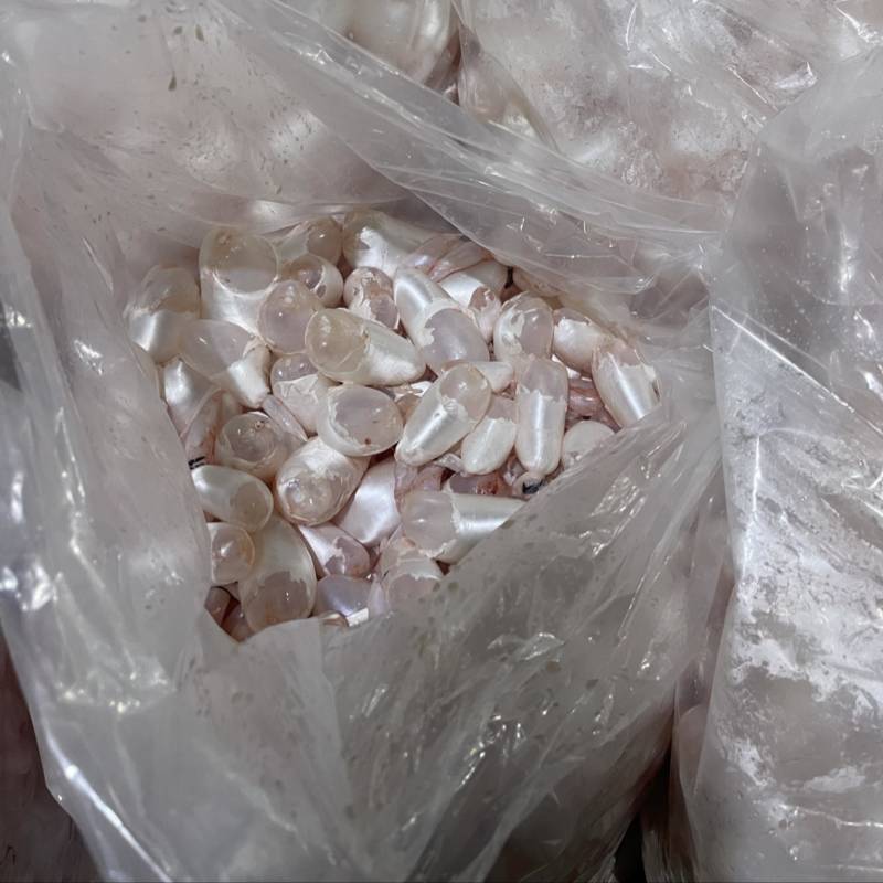 白鲢鱼泡鱼肚鱼鳔全国发货质量保证欢迎下单