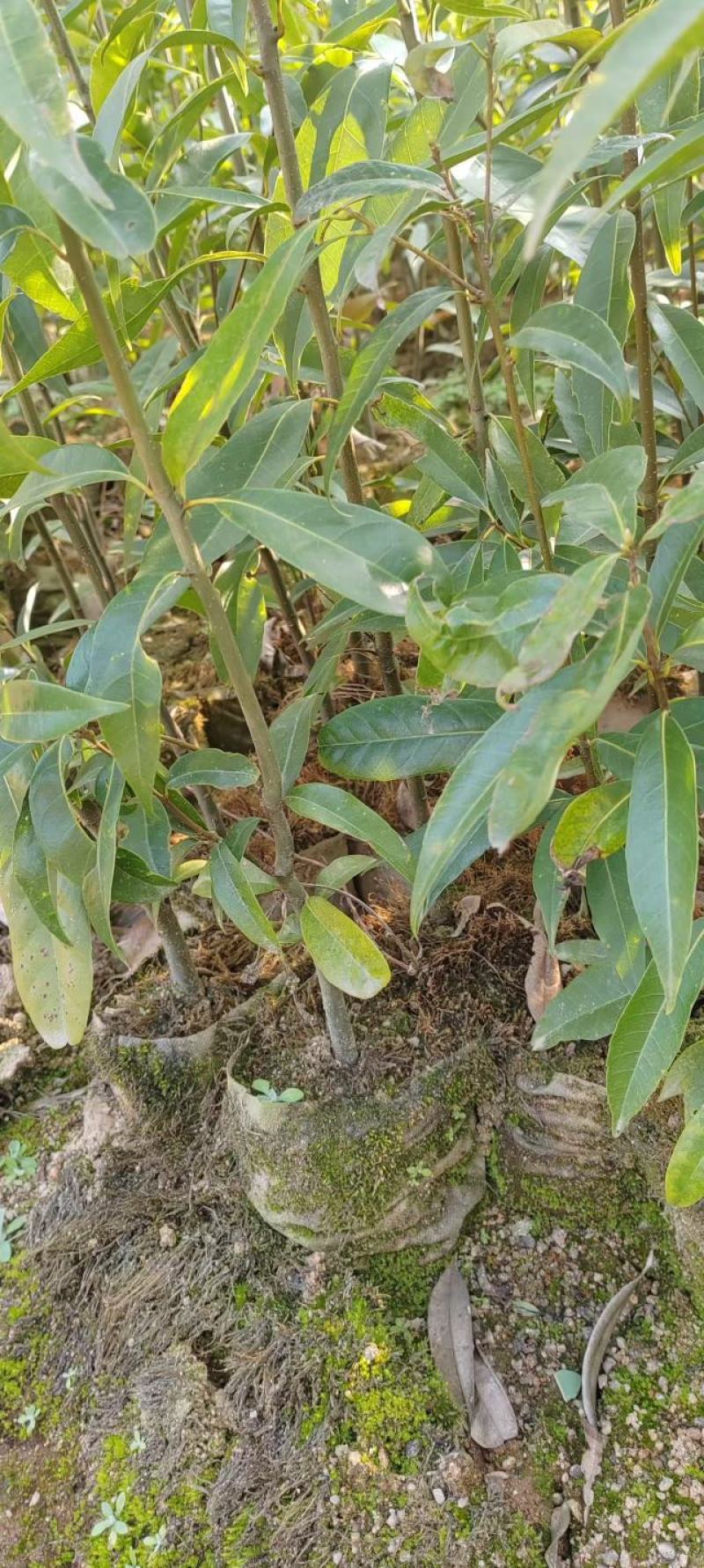 青岗苗大量供货品质保证价格优惠成活率高欢迎来电