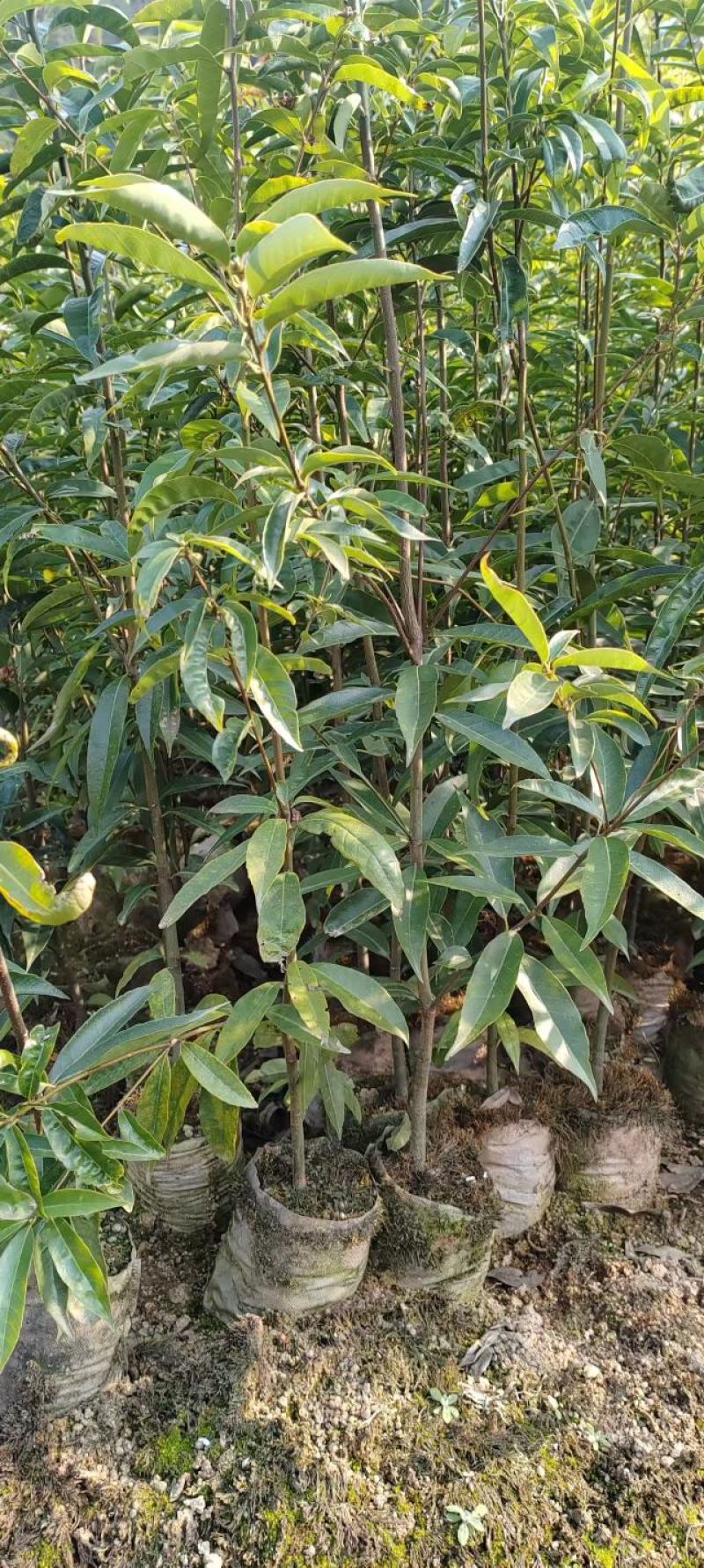 青岗苗大量供货品质保证价格优惠成活率高欢迎来电