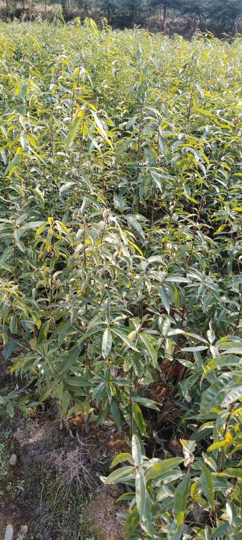 青岗苗大量供货品质保证价格优惠成活率高欢迎来电