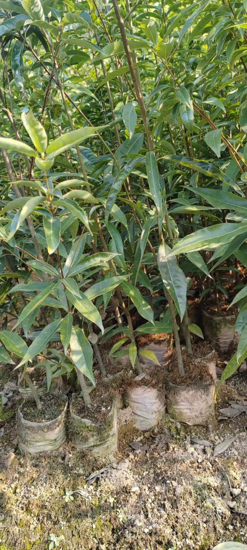 青岗苗大量供货品质保证价格优惠成活率高欢迎来电